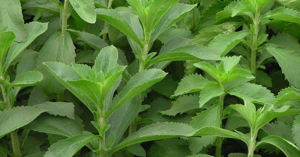 Manfaat Gula Stevia